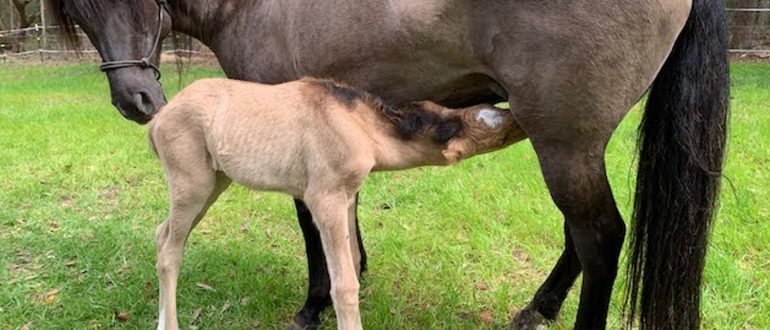 CLOVER FILLY 3RD FOAL BORN ON DAUFUSKIE MARSH TACKY SOCIETY