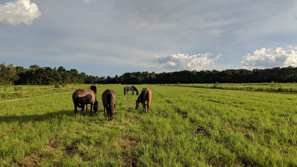 DUNCAN LEGACY ACRES MARSH TACKY DALE SC