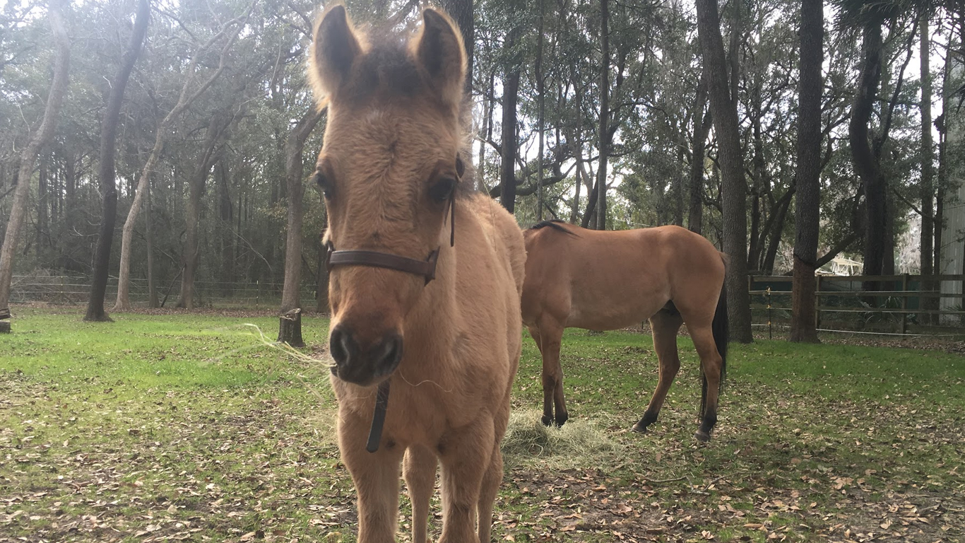 ESTELITA DAUFUSKIE MARSH TACKY FOAL