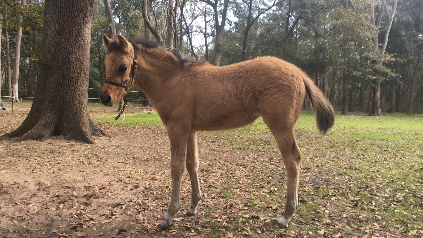 ESTELITA DAUFUSKIE MARSH TACKY FOAL