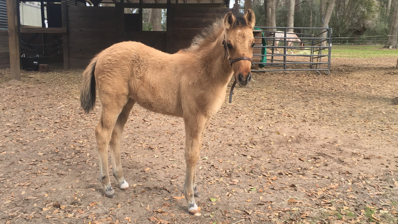 ESTELITA DAUFUSKIE MARSH TACKY FOAL