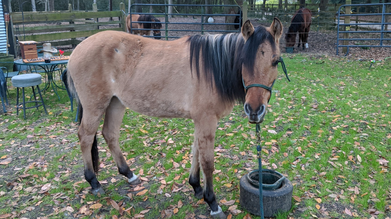 ESTELITA DAUFUSKIE MARSH TACKY FOAL