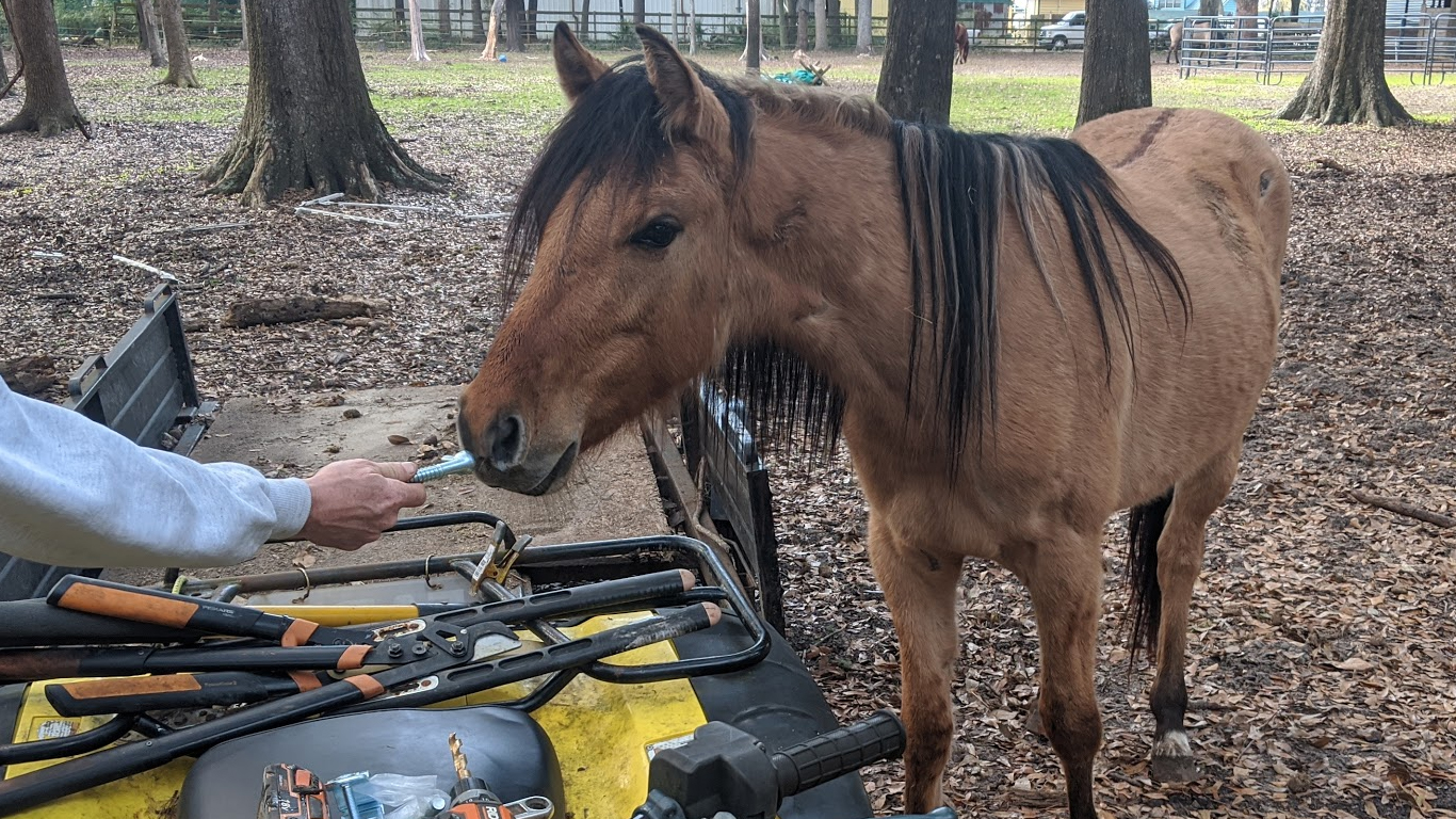 ESTELITA DAUFUSKIE MARSH TACKY FOAL