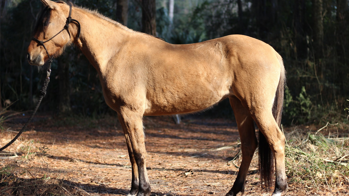 ESTELITA DAUFUSKIE MARSH TACKY FOAL