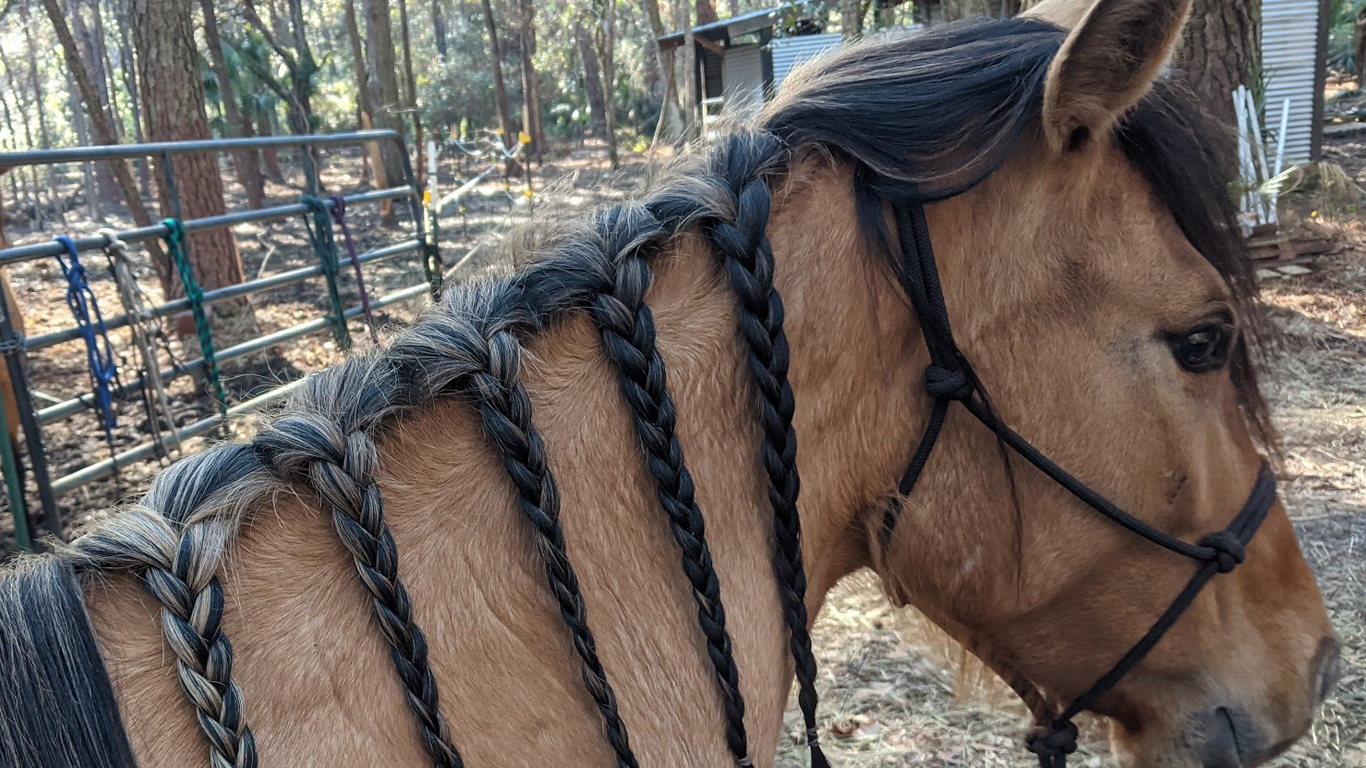 ESTELITA DAUFUSKIE MARSH TACKY FOAL