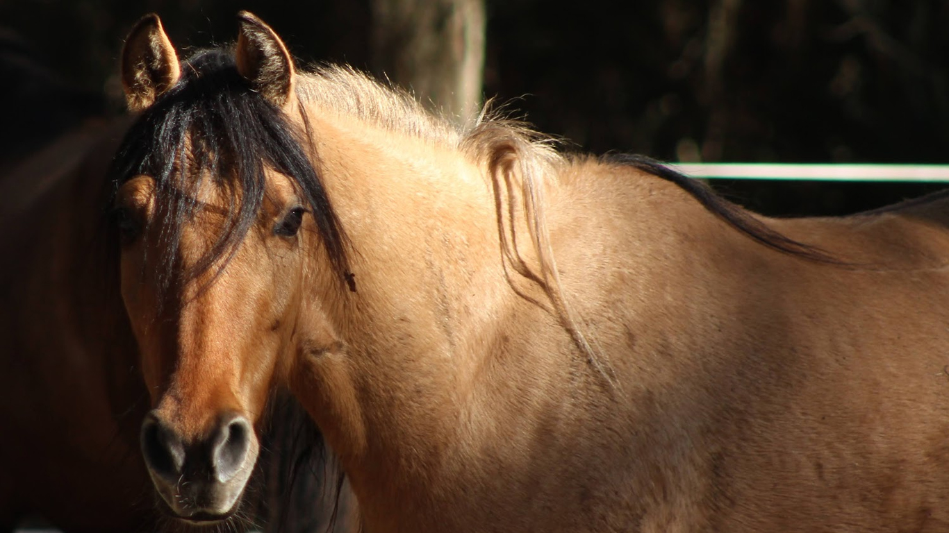 ESTELITA DAUFUSKIE MARSH TACKY FOAL